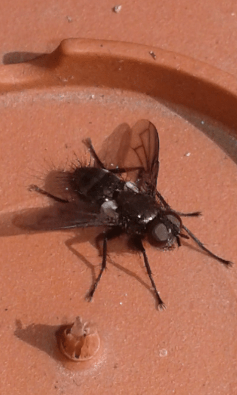 Tachinidae : Kirbya moerens?  S